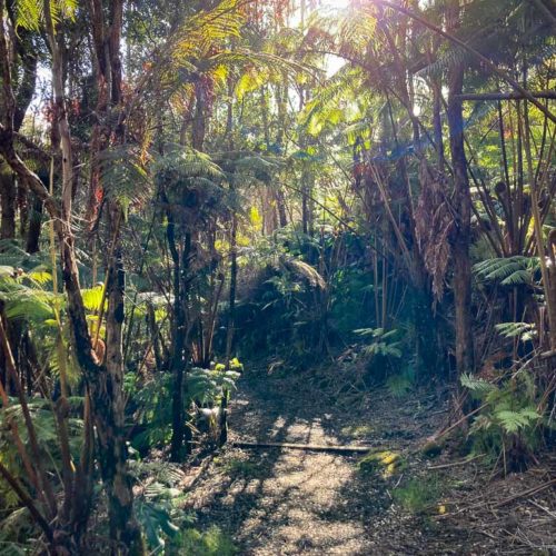 Rain forest on the Halema‘uma‘u Trail in Hawai'i Volcanoes National Park, Big Island of Hawaii