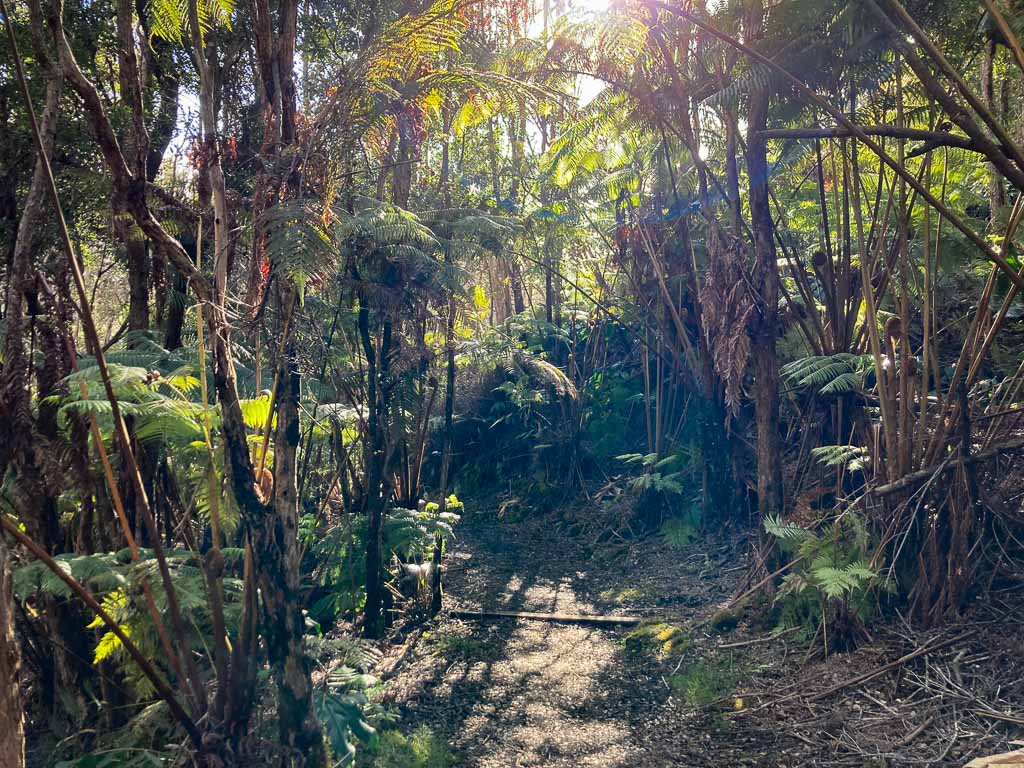 Rain forest on the Halema‘uma‘u Trail in Hawai'i Volcanoes National Park, Big Island of Hawaii