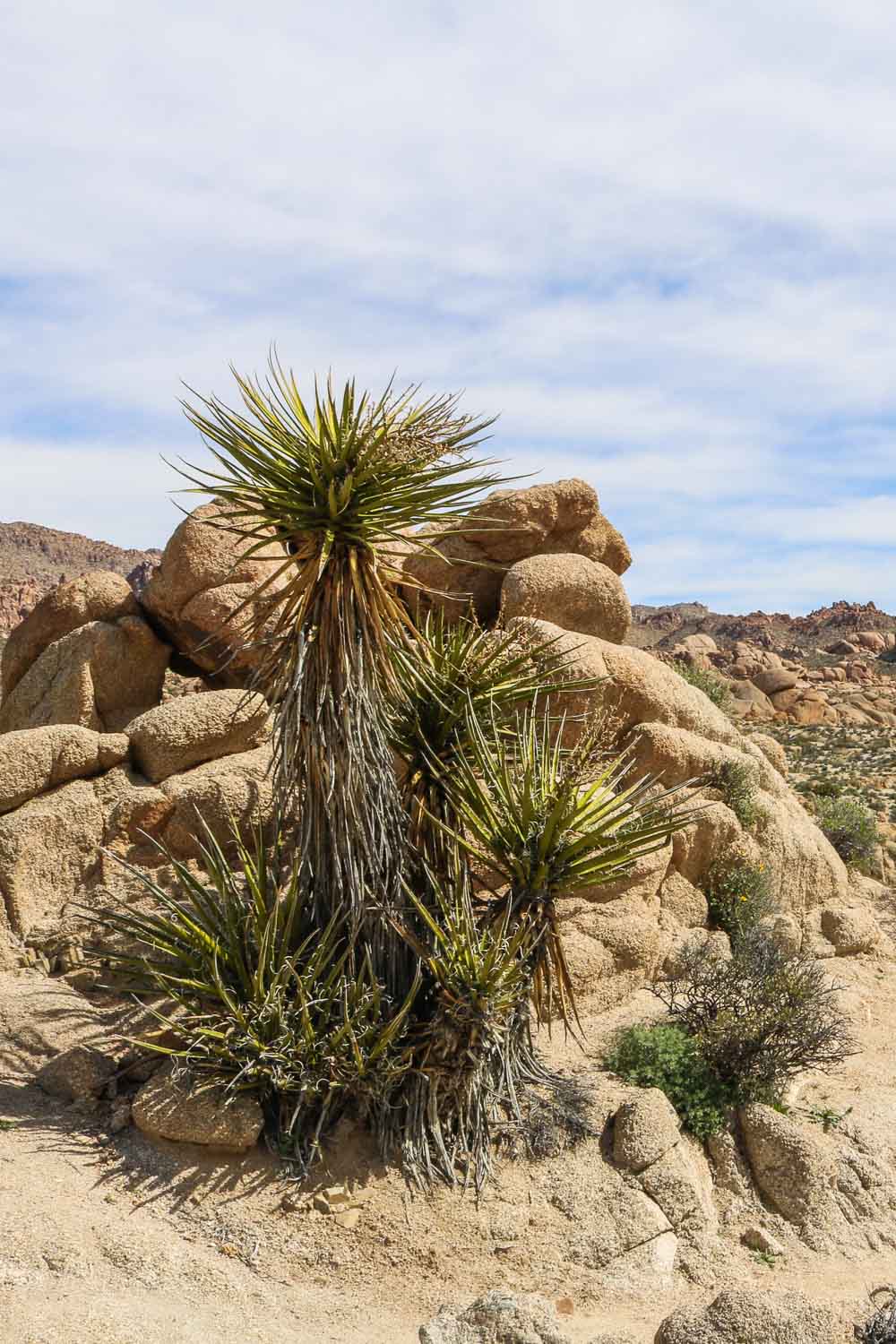 Colorado Desert landscape scenery on the Lost Palms Oasis Trail in Joshua Tree National Park, California