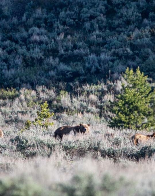 Grizzly 399 with cubs in sagebrush on Teton Park Road, Grand Teton National Park