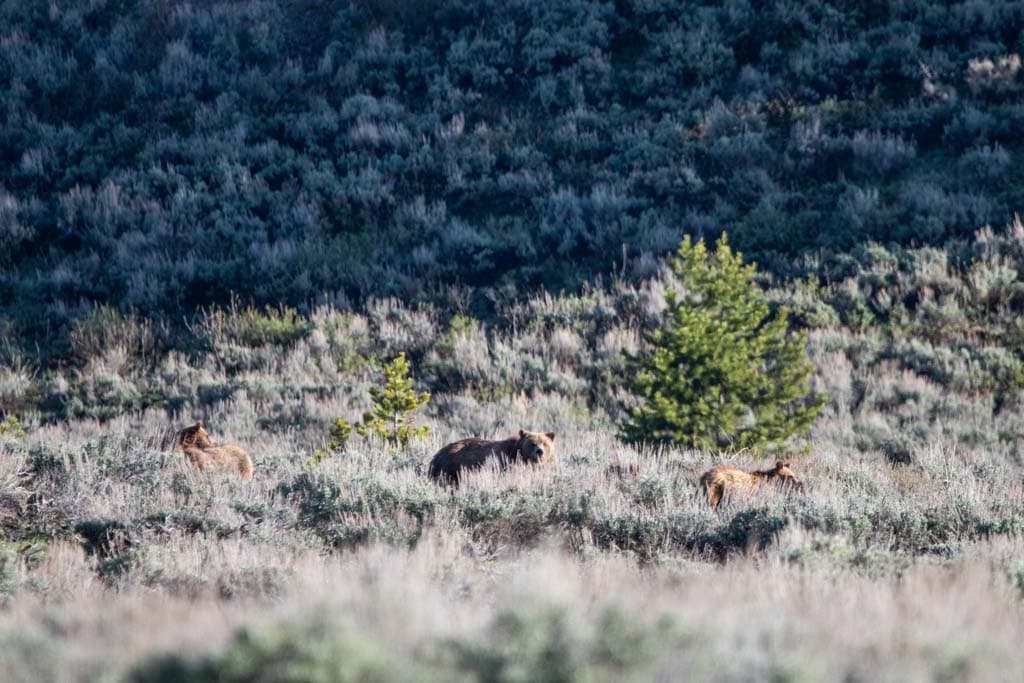 Grizzly 399 with cubs in sagebrush on Teton Park Road, Grand Teton National Park