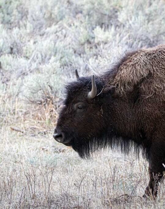 Bison walking in Lamar Valley, Yellowstone National Park