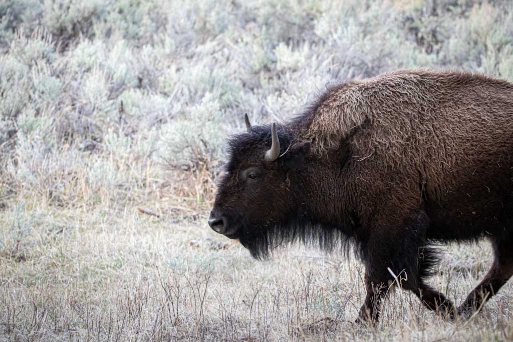 Two bison goring incidents in just three days in Yellowstone National Park