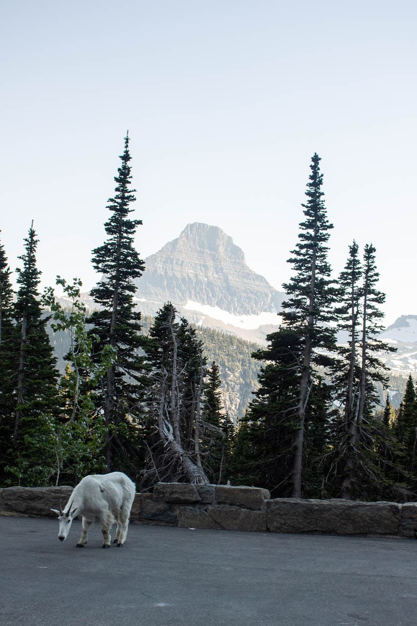 Mountain goat on Going-to-the-Sun Road near Logan Pass in Glacier National Park