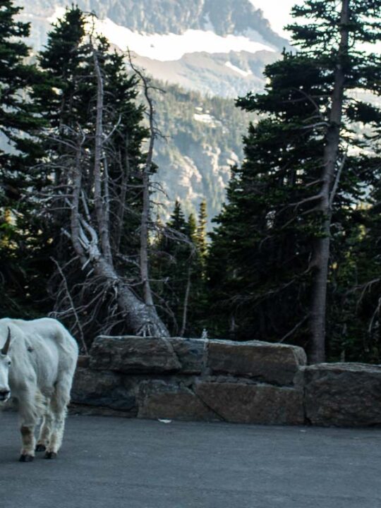 Mountain goat on the Going-to-the-Sun Road near Logan Pass in Glacier National Park