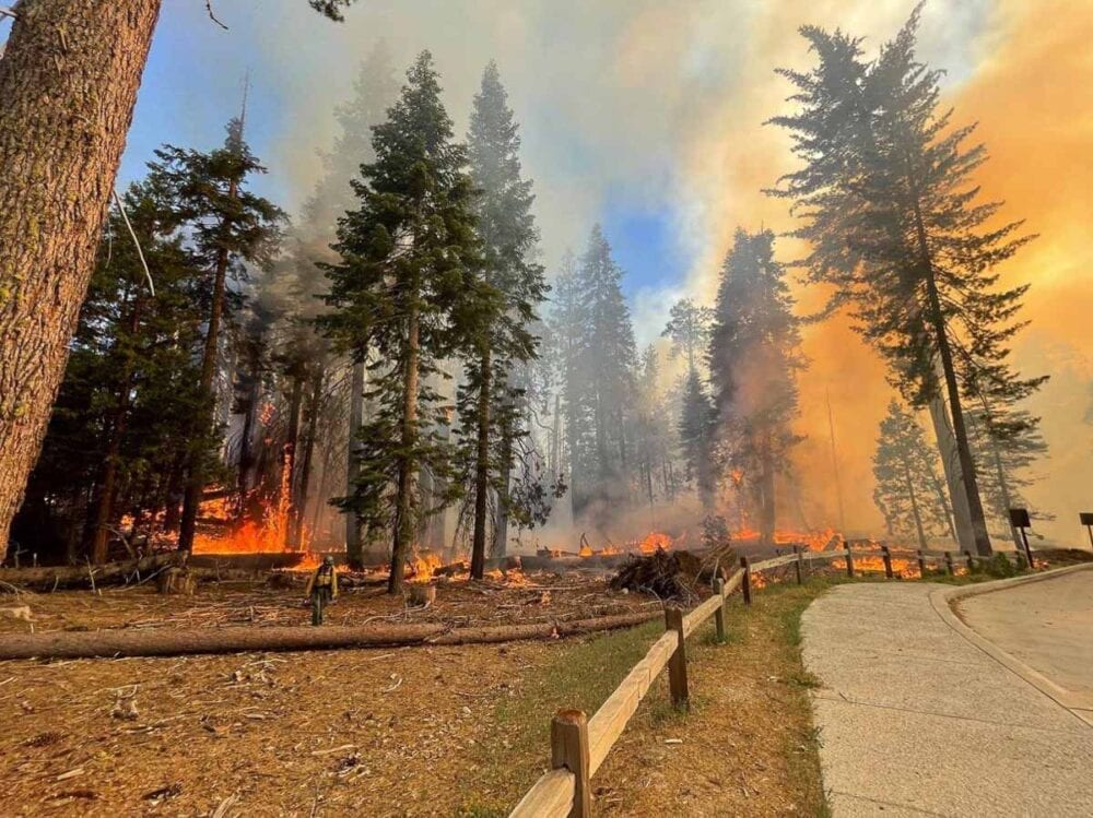 The Washburn Fire burns near Mariposa Grove in Yosemite National Park - Credit NPS Yosemite Fire and Aviation