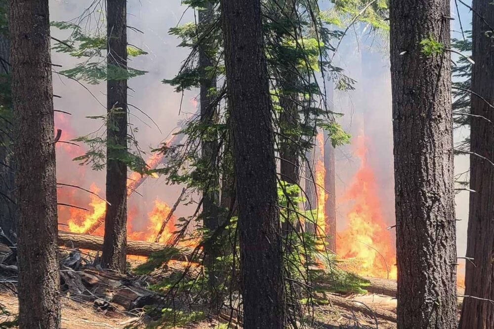 Washburn Fire burns in Mariposa Grove, Yosemite National Park - Credit NPS
