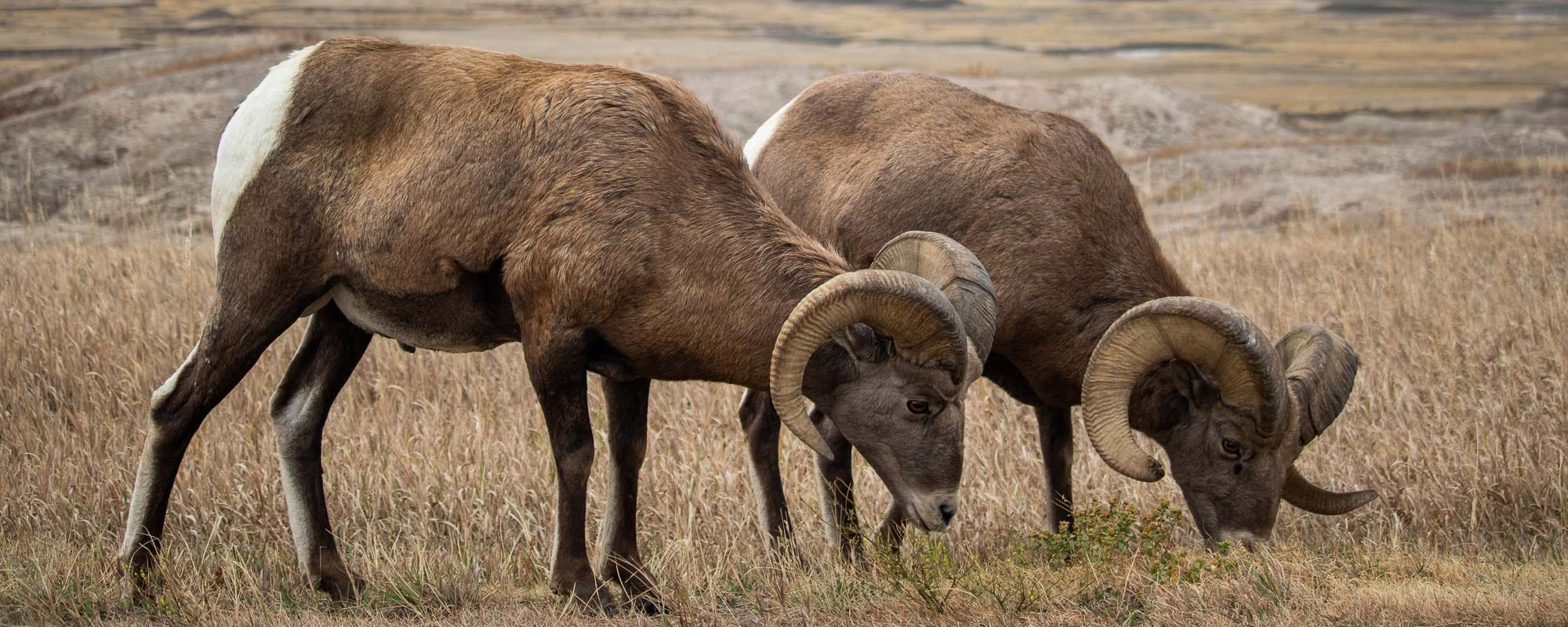 Bighorn sheep on the Badlands Loop Road, Badlands National Park, South Dakota