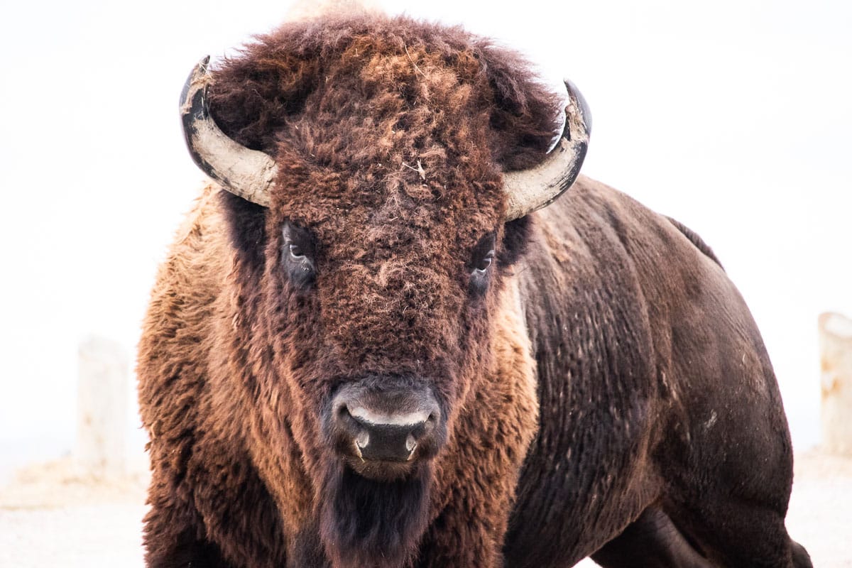 Bison bull on the Sage Creek Rim Road in Badlands National Park, South Dakota