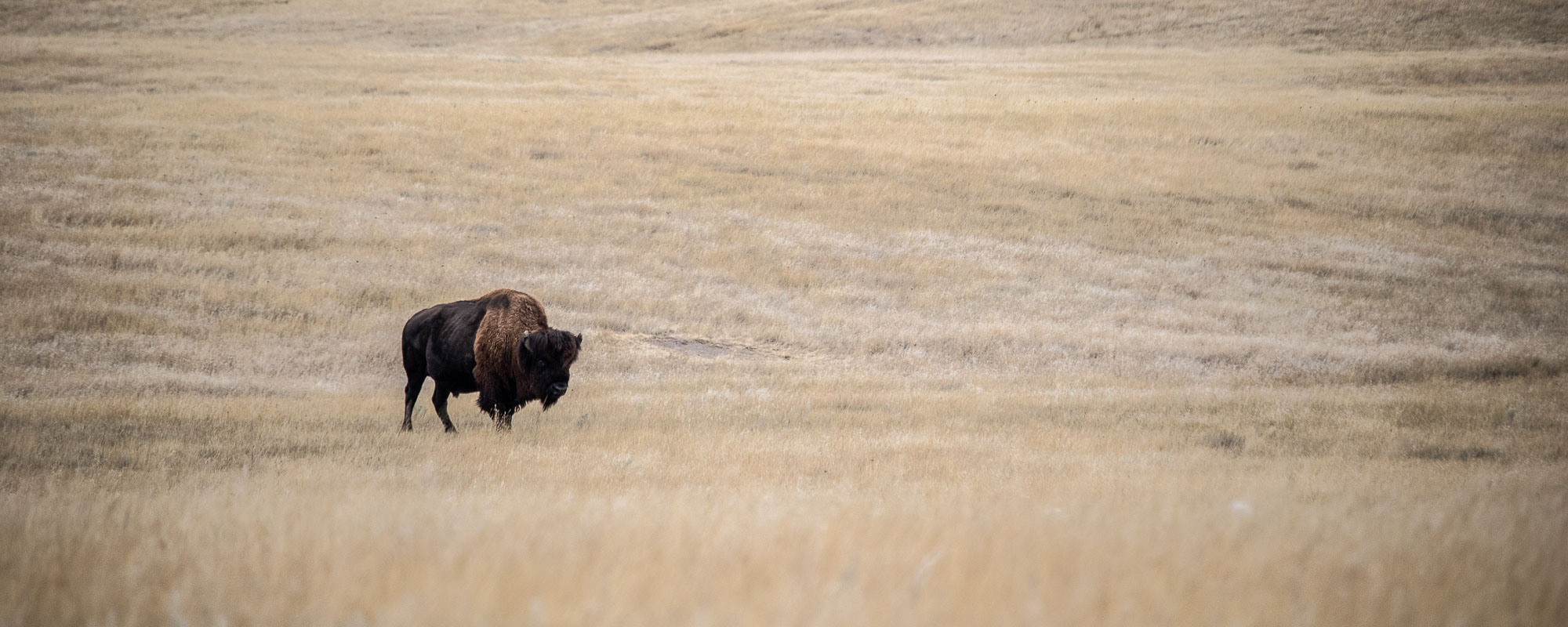 Bison in the prairie along Sage Creek Rim Road in Badlands National Park, South Dakota