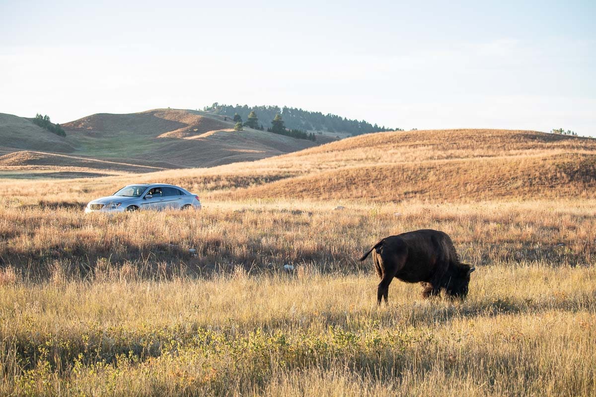 Bison on NPS 6, Wind Cave National Park, South Dakota