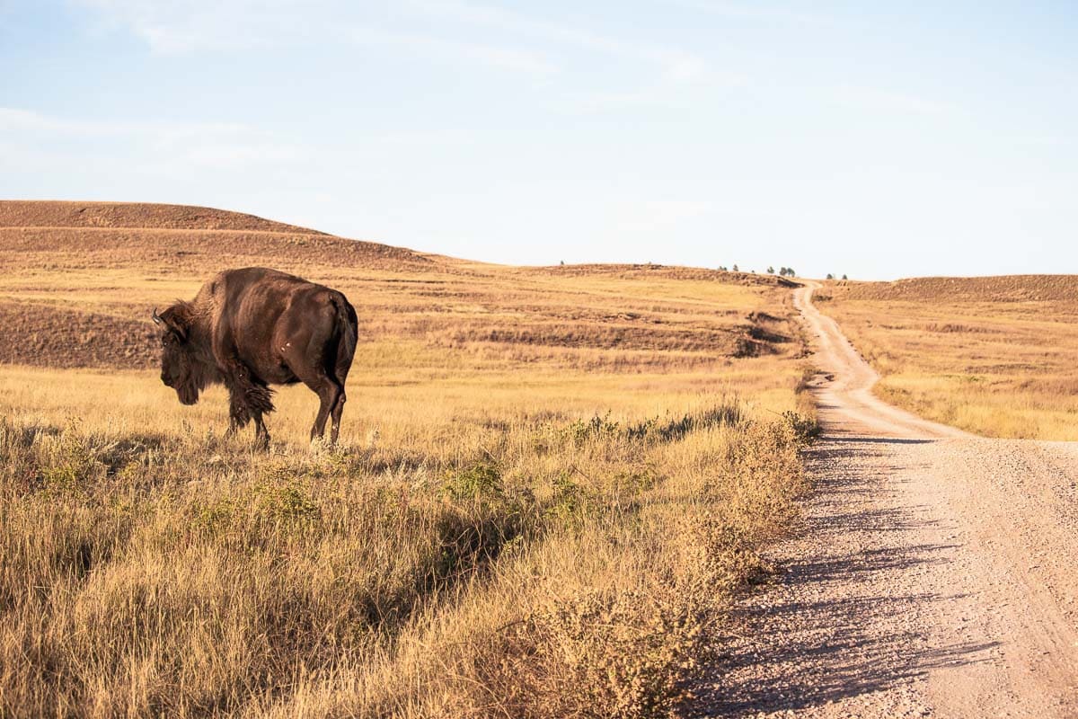 Bison on NPS 6 backcountry road at Red Valley, Wind Cave National Park in South Dakota