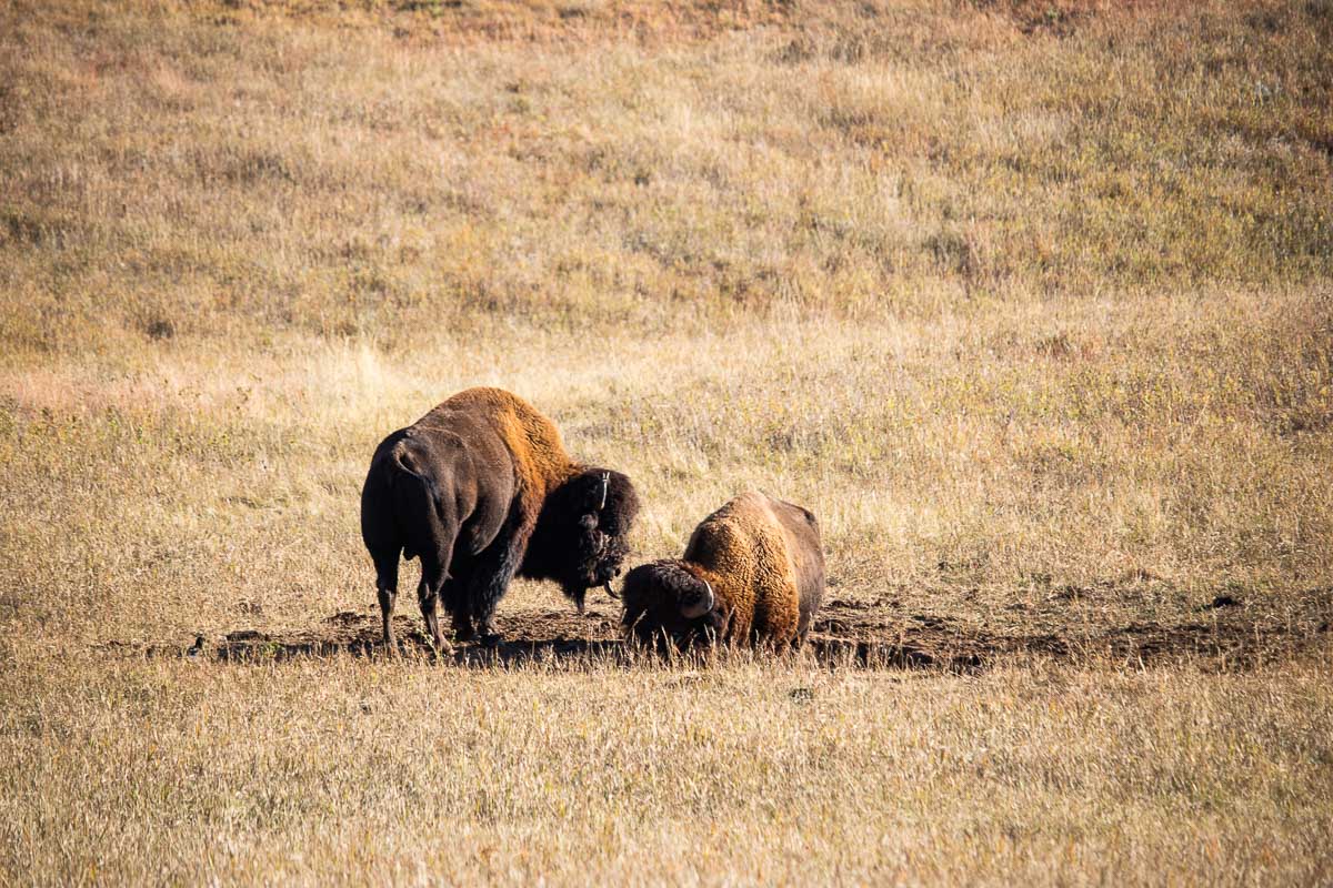 Bison on the prairie of Wind Cave National Park in South Dakota