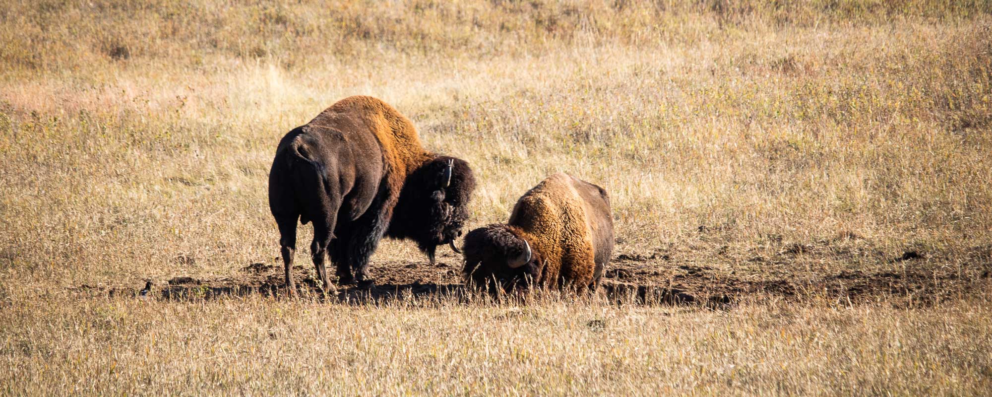 Wind Cave National Park - Bison on the prairie