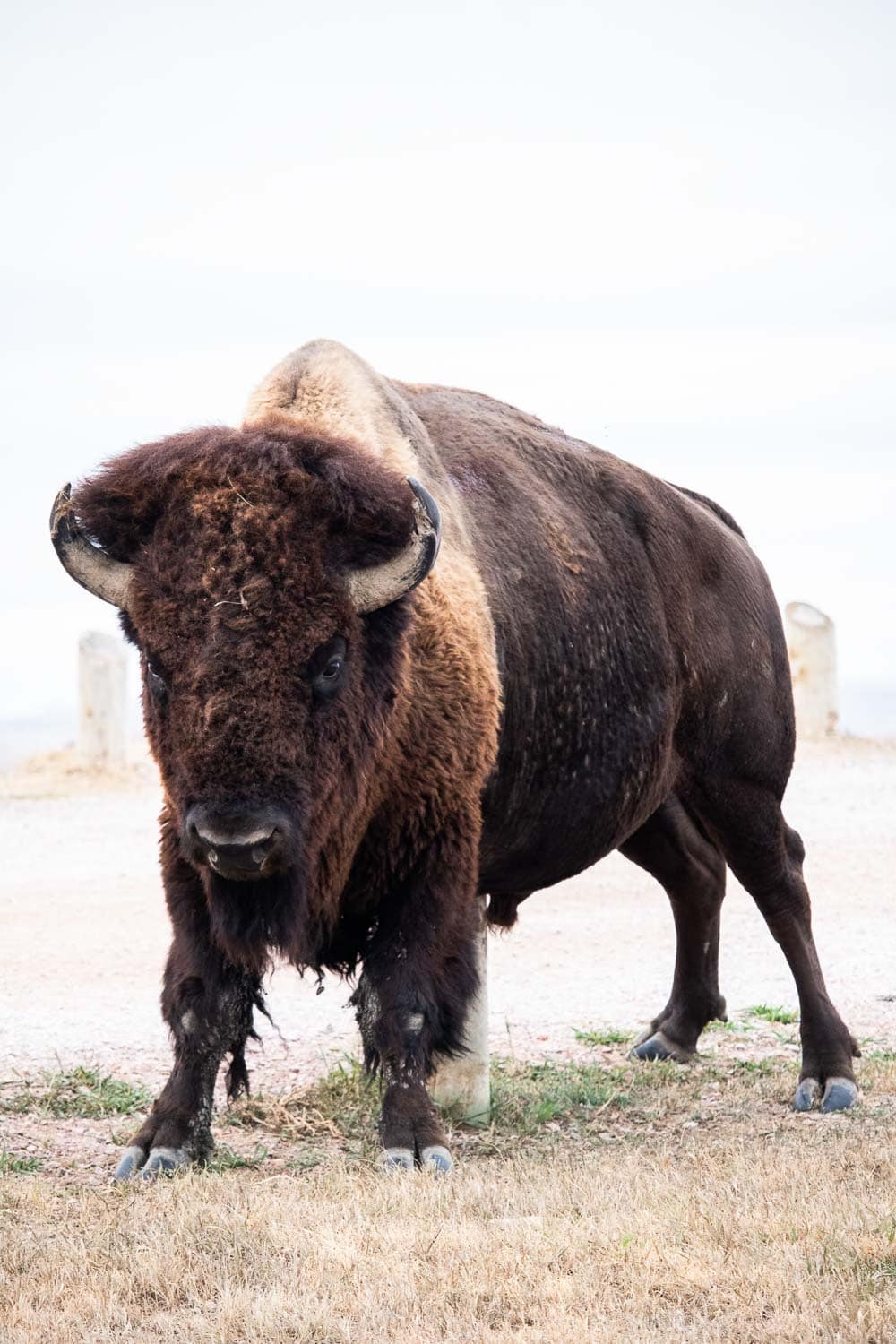 Bison bull on the Sage Creek Rim Road, Badlands National Park, South Dakota