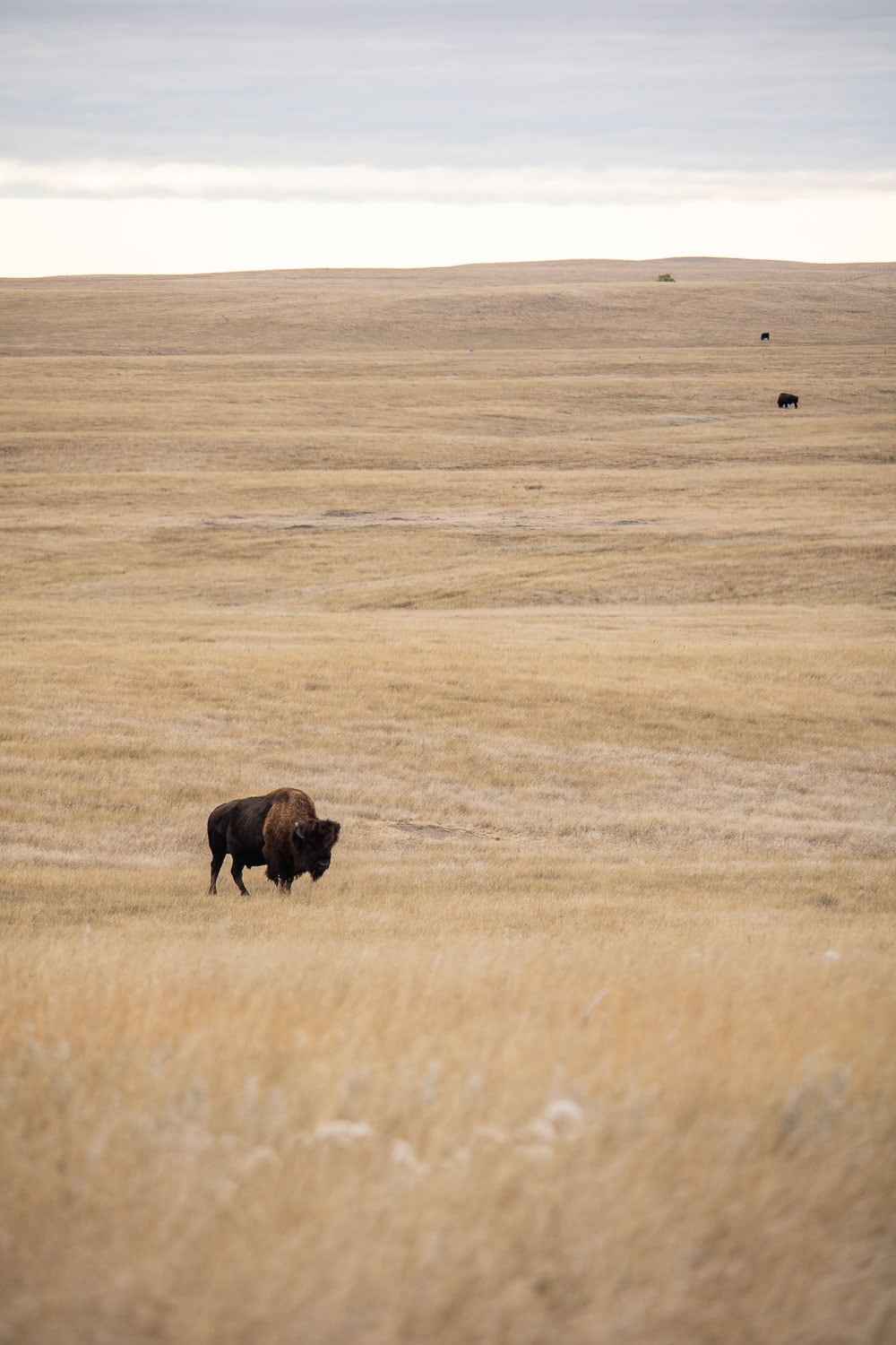 Bison in the prairie on the Sage Creek Rim Road, Badlands National Park, South Dakota