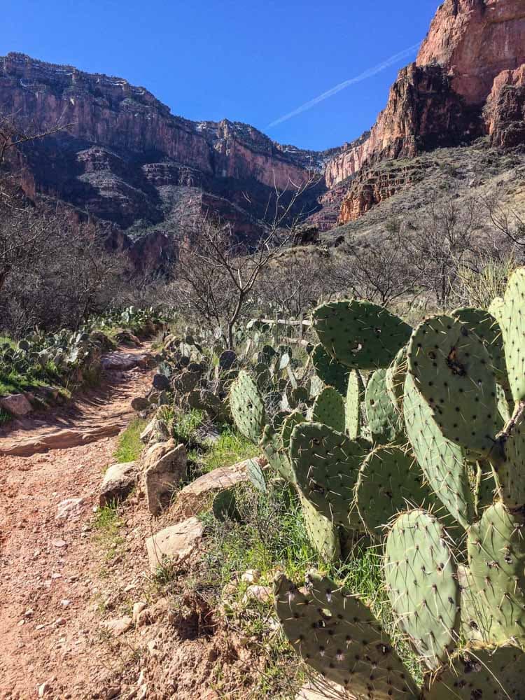 Cactus in Havasupai Gardens, Grand Canyon National Park