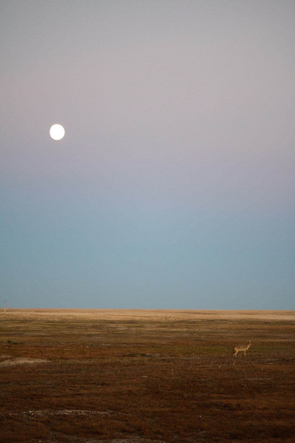 Coyote and full moon at dusk in Badlands National Park, South Dakota