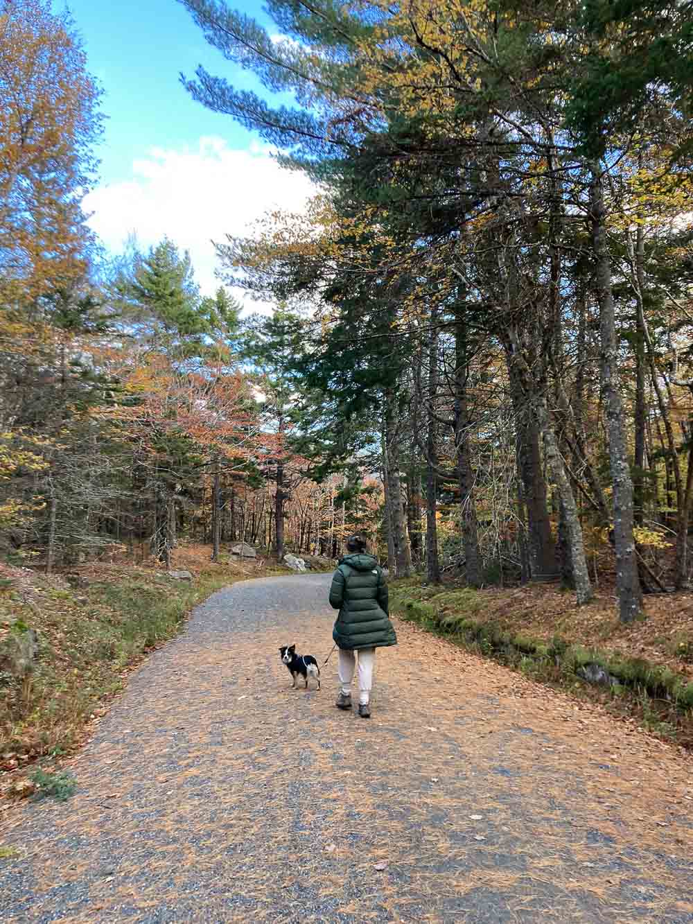 Dog and owner hiking on a carriage road in fall in Acadia National Park, Maine