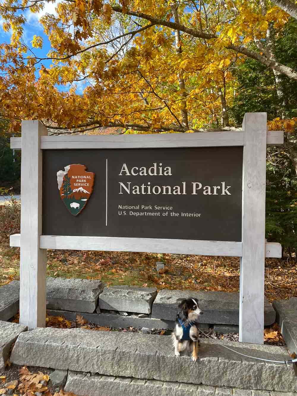Dog at Acadia National Park entrance sign