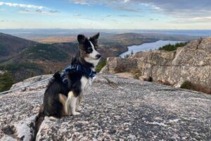 Dog at the summit of Pemetic Mountain in Acadia National Park, Maine