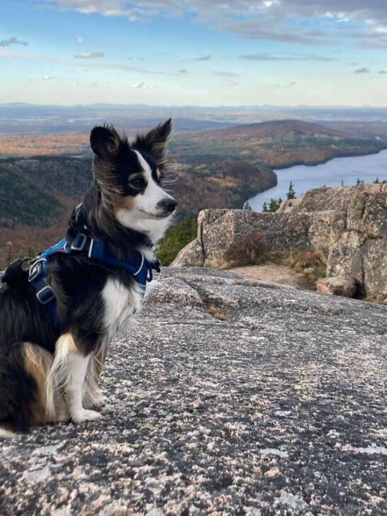 Dog at the summit of Pemetic Mountain in Acadia National Park, Maine
