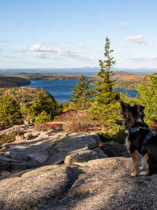 Dog on Bubbles Nubble Loop in fall in Acadia National Park, Maine