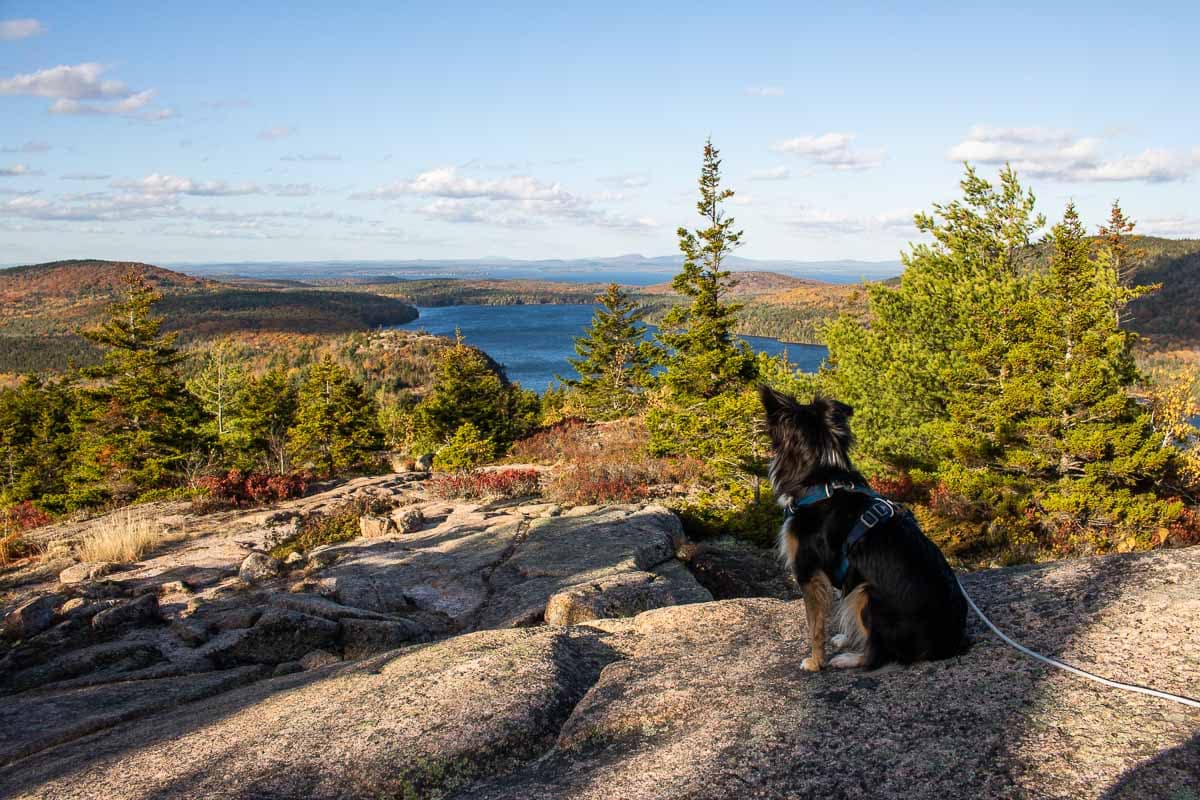 Dog on Bubbles Nubble Loop in fall in Acadia National Park, Maine