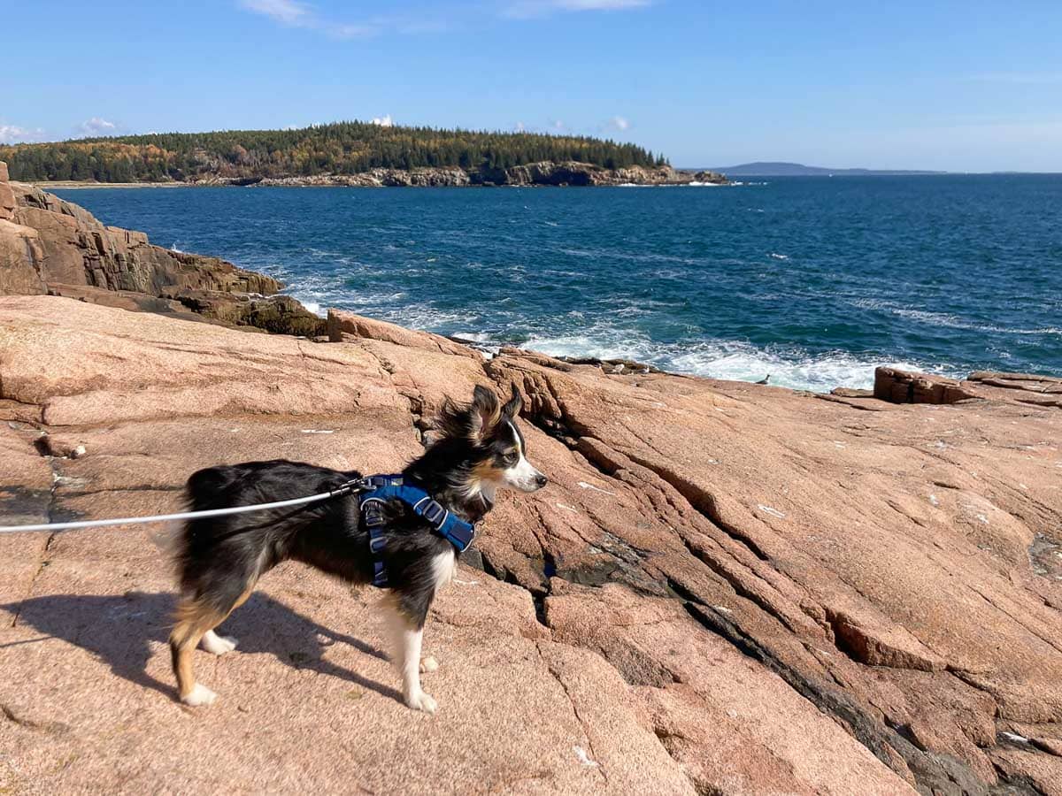 Dog on Ocean Path in Acadia National Park, Maine
