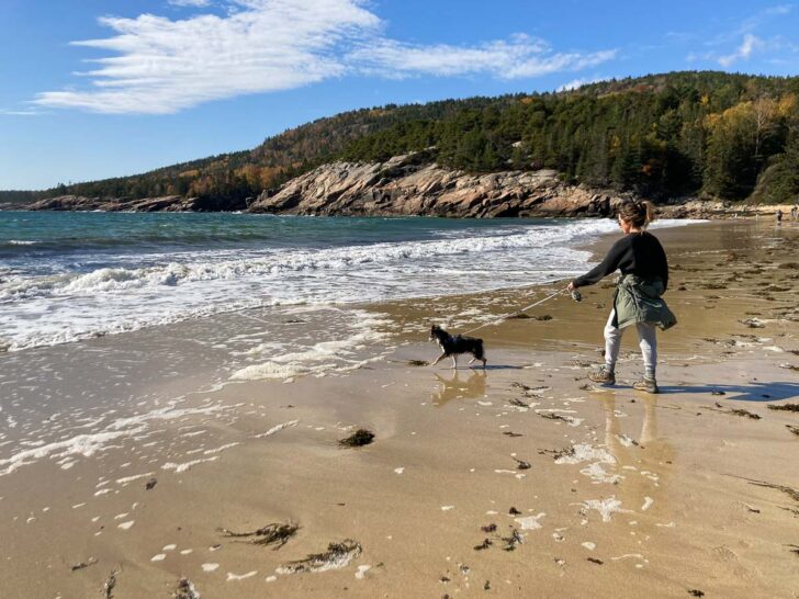 Visiting Acadia National Park With Your Dog FAQ & Activities The