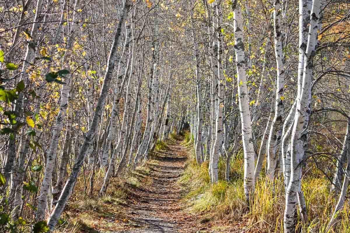 Birch trees on the Jesup Path and Hemlock Path Loop, one of the best easy day hikes in Acadia National Park, Maine