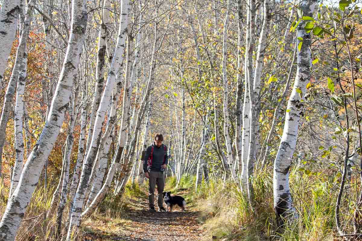 Hemlock Trail hiker with dog, Acadia National Park