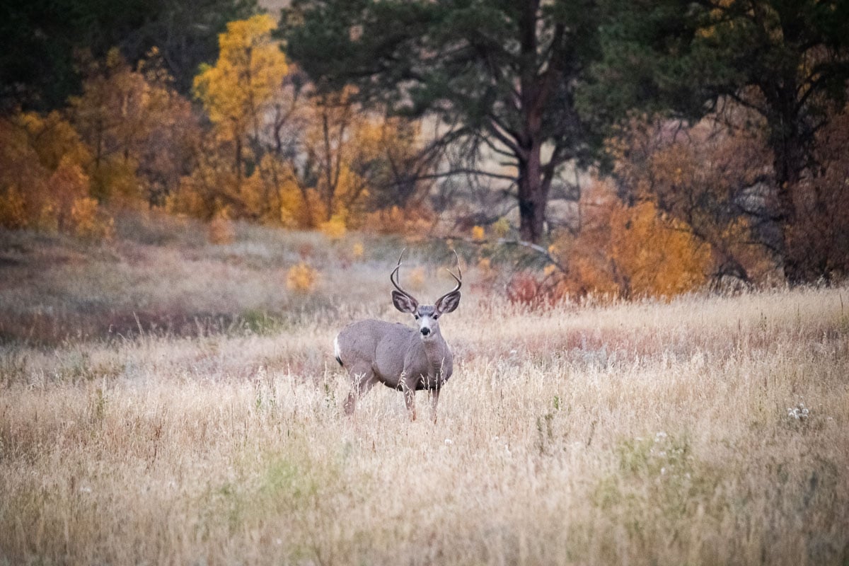 Mule deer in Wind Cave National Park in fall, South Dakota
