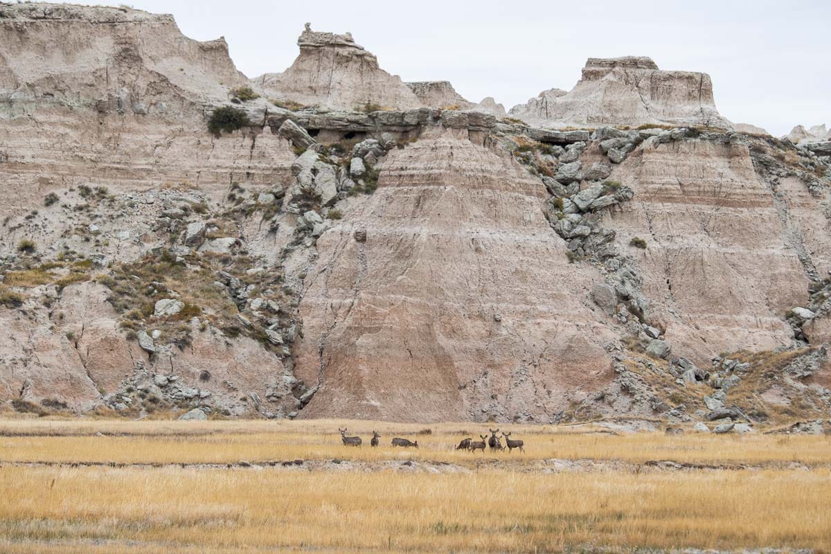 Mule deer on Old Northeast Road in Badlands National Park, South Dakota