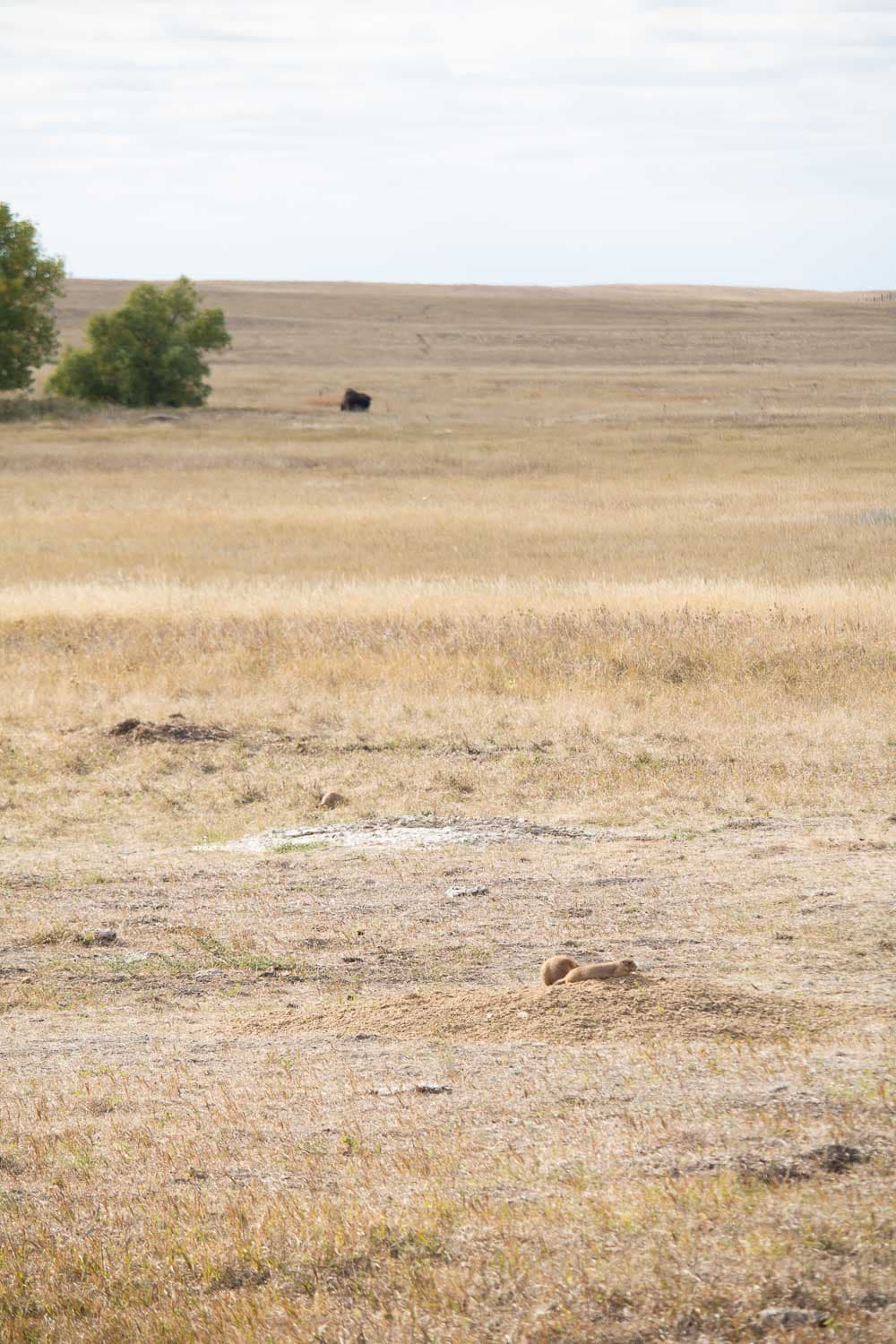 Prairie dogs in the prairie of Badlands National Park