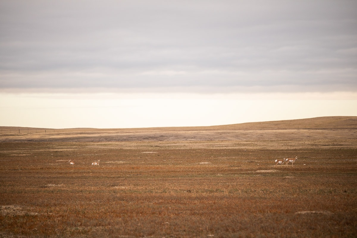 Pronghorn on the Badlands Loop Road in Badlands National Park, South Dakota