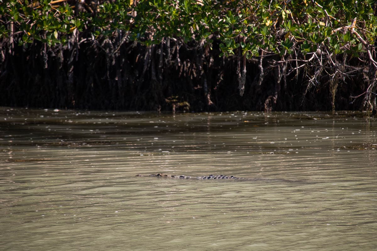 American crocodile at Flamingo Marina in Everglades National Park