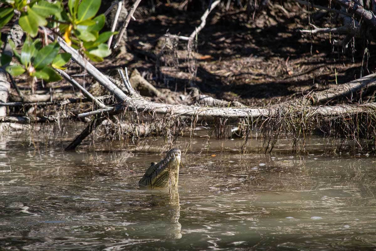 American crocodile in Flamingo Marina, Everglades National Park