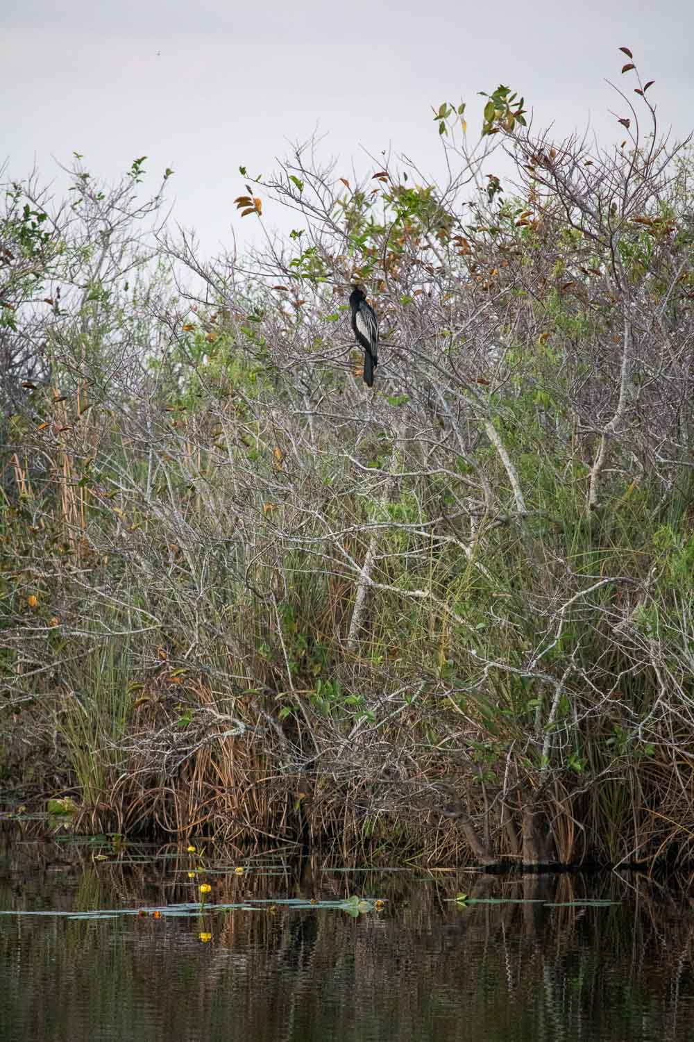 Anhinga in a tree along the Anhinga Trail in Everglades National Park, Florida