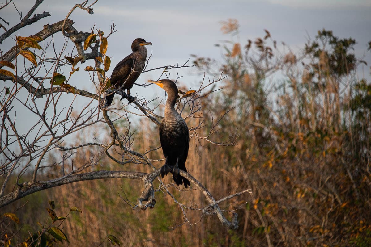Two double-crested cormorants bask in the evening sunshine on the Anhinga Trail, Everglades National Park