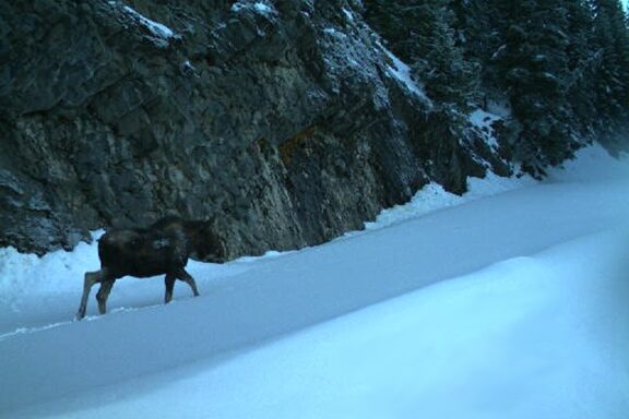 First ever moose sighting recorded in Mount Rainier National Park - Photo credit NPS