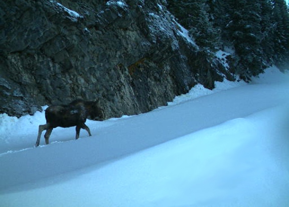 First ever moose sighting recorded in Mount Rainier National Park - Photo credit NPS