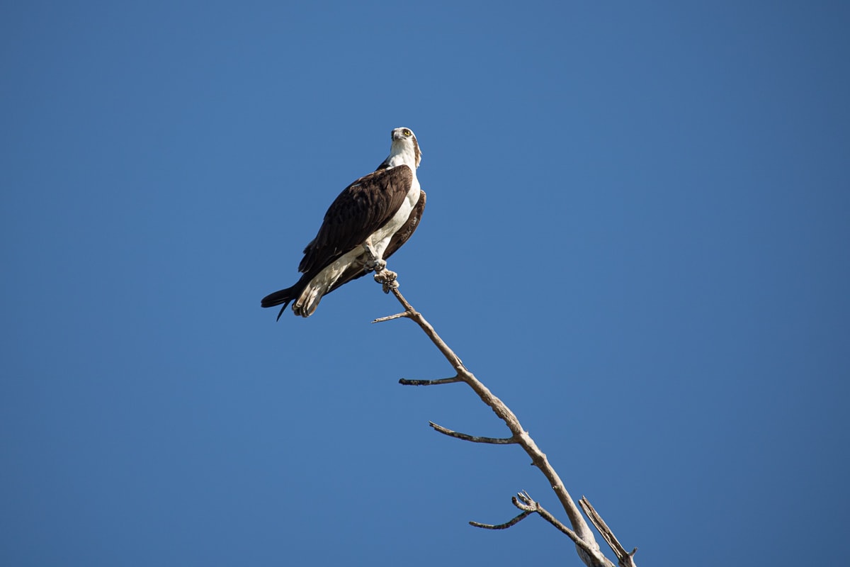 Osprey perched on a tree at Flamingo Marina in Everglades National Park, Florida