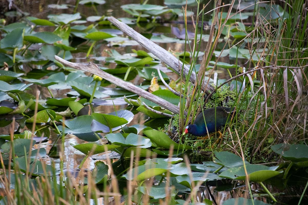 Purple gallinule along the Anhinga Trail in Everglades National Park