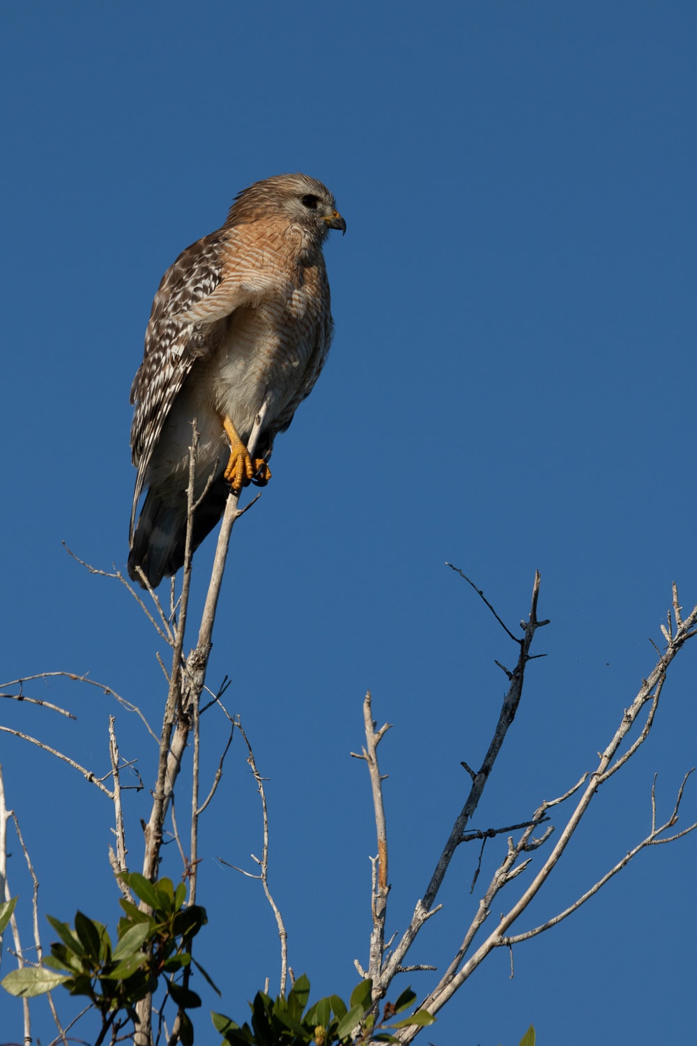 A red-shouldered hawk shows its impressive balancing skills as it sits perched in the top of a tree near Eco Pond, Everglades National Park