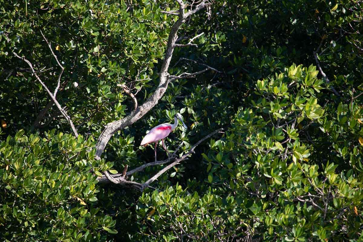 One of the most famous birds in the Everglades, a roseate spoonbill hangs out in the mangroves of Florida Bay, Everglades National Park