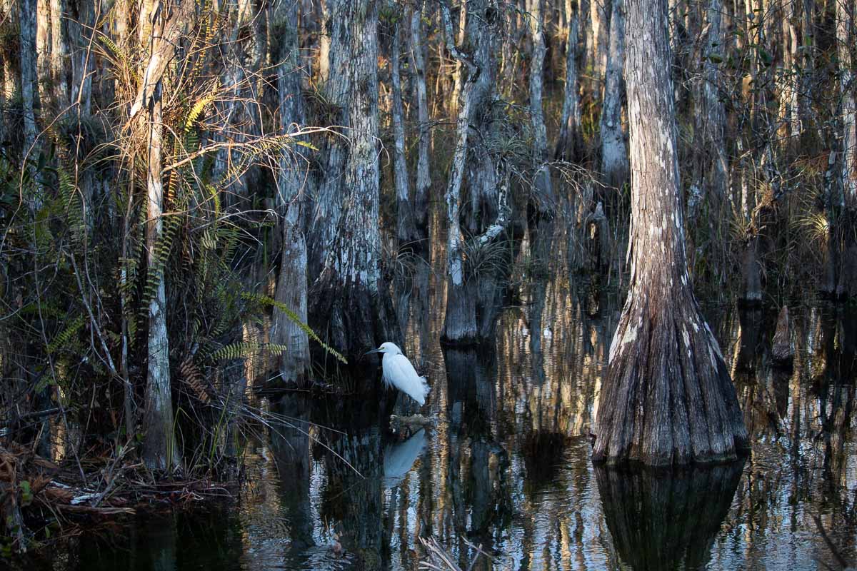 Snowy egret in Big Cypress National Preserve in Florida