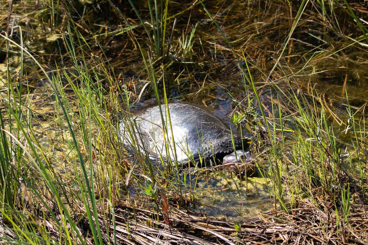 Softshell turtle on the Shark Valley Tram Road in Everglades National Park