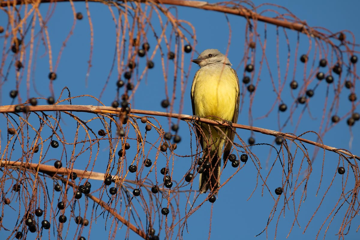 Only seen in the Everglades in winter, a western kingbird is on the lookout for insects at Mahogany Hammock, Everglades National Park