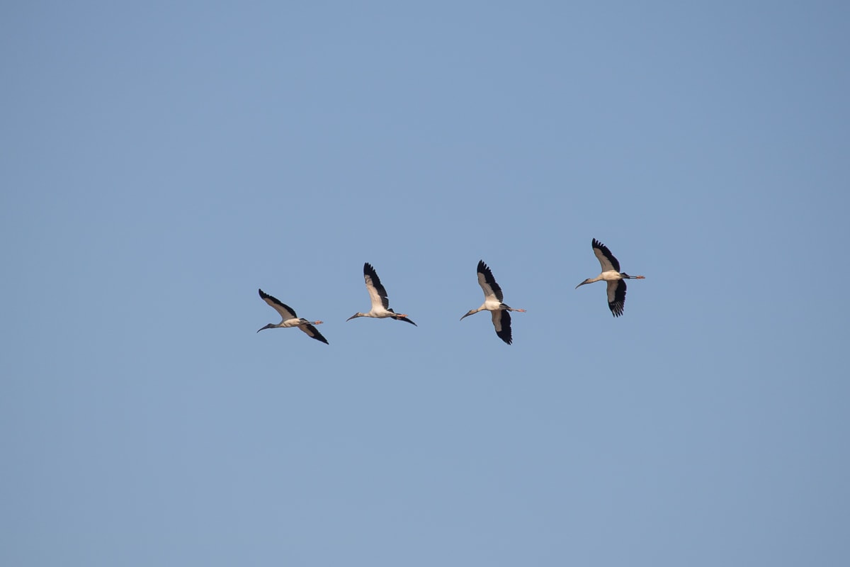 Four wood storks fly over Shark Valley, Everglades National Park